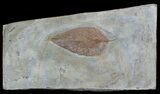 Detailed Fossil Hackberry Leaf - Montana #56194-1
